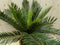Kunstpalm varen in potje groen 30 cm