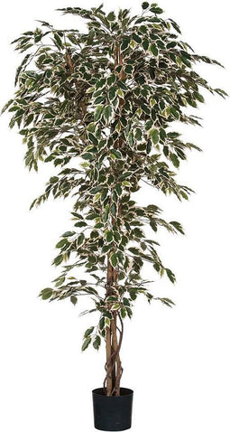 Kunstplant Ficus Hawaii Groen-bont - H 210cm - Kunststof pot - Mica Decorations