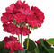Kunstplant Geranium Donkerroze - H 35cm - Keramiek sierpot - Mica Decorations