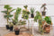 Kunstplant hangplant lengte 70 cm