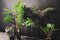 Kunstplant hangplant lengte 70 cm