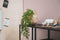 Kunstplant hangplant lengte 70 cm