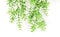 Kunstplant hangplant lengte 70 cm