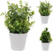 Kunstplant in bloempot groen 25 cm assorti