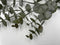 Kunstplant Tak Eucalyptus | Groen | 80 cm