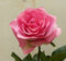 Kunstroos op steker groot roze