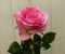 Kunstroos op steker roze