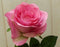 Kunstroos op steker roze