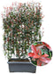 Photinia Fraseri 'Red Robin' - Glansmispel - Kant-en-Klaar Haag - 120 x 180 cm