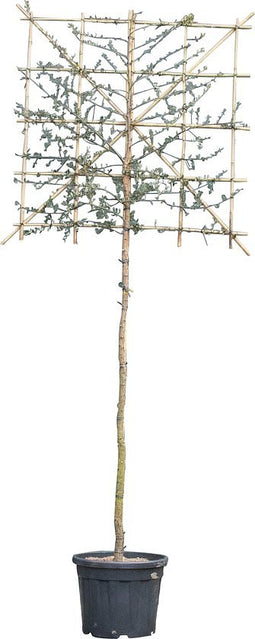 Kurkeik als leiboom Quercus suber 300 cm