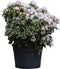 Rhododendron Cunninghams White | Rhododendron 'Cunningham's White | Bomenbezorgd.nl