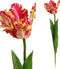 PTMD tulip flaager rood yellaag open tulpenstam
