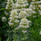 Centranthus ruber 'Albus' - witte valeriaan | 1 stuk | Bijen- en vlinderplant | Bijentuin | Geurende plant | tuinplant geurend | 11x11 cm Kwekerspot | Geurend | Wit