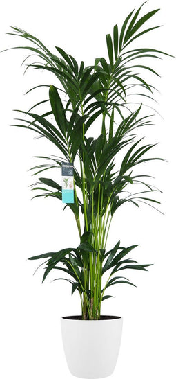 Goed & Groen - Decorum XL Kentia Palm in ELHO Brussels pot (wit) - ↨ 160cm - Potmaat 25 - Exclusieve Kwaliteit Planten - Kamer Plant - Kamerplanten - Sfeer - Interieur