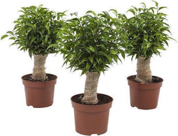 Ficus Natasja(Ficus benjamina)