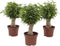 Ficus Natasja(Ficus benjamina)