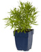 Griffioen - Achillea ptarm. 'The Pearl'
