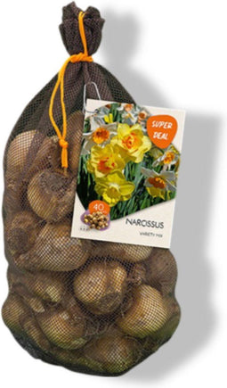 Baltus - Narcissus mixed per 40 bloembollen
