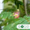 Perzische Slaapboom Albizia julibrissin 350 cm