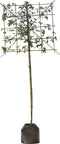 Gouden regen leiboom 180 cm | Laburnum watereri 'Vossi' 10-14 cm | Bomenbezorgd.nl
