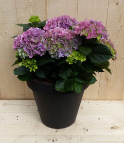 Hortensia roze in plastic pot zwart h26 cm dia. 28