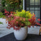 Plant in a Box - Acer palmatum 'Festival' - Japanse esdoorn Winterhard - Pot 19cm - Hoogte 60-70cm