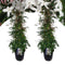 Plant in a Box - Jasminum polyanthum - Set van 2 - Jasmijn tuinplant Piramide - Groenblijvende klimplant - Pot 17cm - Hoogte 60-70cm