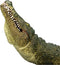 Mojo Wildlife Krokodil met Bewegende kaak - 387162