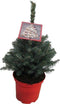 Kerstboom Picea pungens Super Blue ↨ 60cm - hoge kwaliteit planten