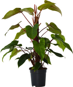 Plant in a Box - Philodendron 'Imperial Red' - Kamerplant - ⌀19 cm - Hoogte 50-55cm