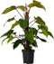Plant in a Box - Philodendron 'Imperial Red' - Kamerplant - ⌀19 cm - Hoogte 50-55cm