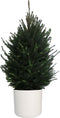 FloriaFor - Picea Glauca Super Green In ELHO B.for Soft Rond Sierpot (wit) - - ↨ 110cm - ⌀ 30cm