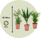Plant in a Box - Mini Palmen Mix - Set van 3 stuks - Kamerplanten - Pot 12cm - Hoogte 30-40cm
