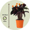 Plant in a Box - Calathea Crocata - Luchtzuiverend - Set van 2 kamerplanten - Pot 14cm - Hoogte 40-50cm