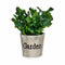 Decoratieve plant Plastic 16 x 22 x 16 cm (12 Stuks)