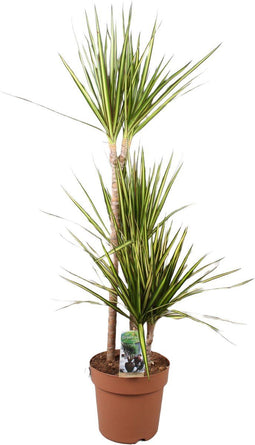 Goed & Groen - Dracaena marginata 'Sunray' - XL - ↨ 120cm - Potmaat 21 - Exclusieve Kwaliteit Planten - Kamer Plant - Kamerplanten - Sfeer - Interieur