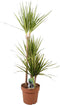 Goed & Groen - Dracaena marginata 'Sunray' - XL - ↨ 120cm - Potmaat 21 - Exclusieve Kwaliteit Planten - Kamer Plant - Kamerplanten - Sfeer - Interieur