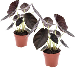 Plant in a Box - Alocasia cuprea Red Secret - Set van 2 - Exotische kamerplant met glanzende, rode bladeren - Pot 12cm - Hoogte 25-35cm