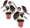 Plant in a Box - Alocasia cuprea Red Secret - Set van 2 - Exotische kamerplant met glanzende, rode bladeren - Pot 12cm - Hoogte 25-35cm