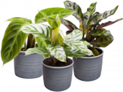 Plantenset “Oval Beauties” (in Laos keramiek)