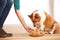 Nina Ottosson Dog Smart - Hondendenkspel - Voor jonge honden - Blauw