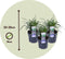 Plant in a Box - Liriope muscari 'Ingwersen' - Set van 3 - Winterharde siergrassen - Pot 14cm - Hoogte 25-35cm