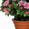 Mica Decorations Kunstplant - azalea - roze - terracotta pot - 35 cm