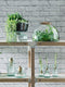 L.S.A. Canopy Planten Terrarium - Ø 30,8 cm - 21,8 cm Hoog