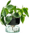 L.S.A. Canopy Self Watering Vaas - 13 cm