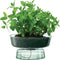 L.S.A. - Canopy Vaas met Bewateringsysteem 14,5 cm - Gerecycled Glas - Transparant