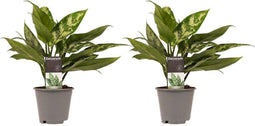 Decorum Duo 2 x Aglaonema Maria – ↨ 25cm – ⌀ 12cm
