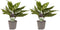 Decorum Duo 2 x Aglaonema Maria – ↨ 25cm – ⌀ 12cm