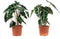 Alocasia Polly