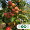 Sierappel Evereste | Malus 'Evereste' 14-18 cm | Bomenbezorgd.nl
